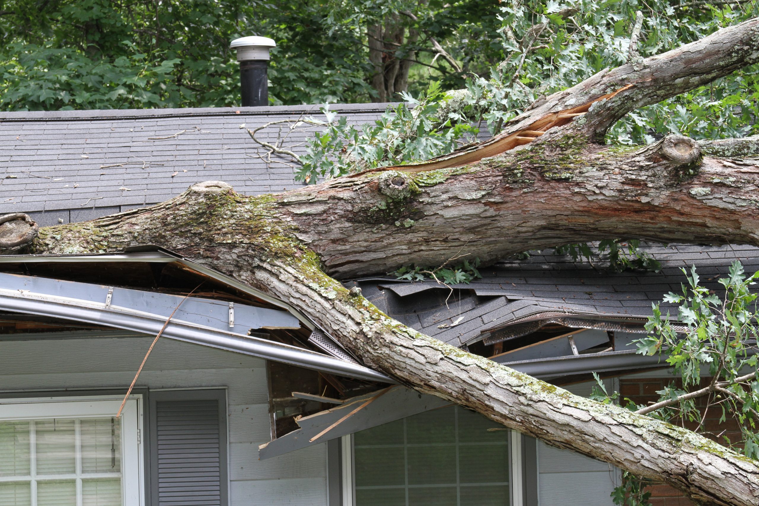 Picture of a tree laying on a roof after a storm.